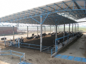cattle shed design in india